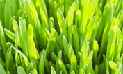 {Built Green Canada on Better Building Practices}